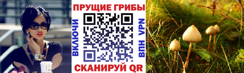 Псилоцибиновые грибы Cubensis  блэк спрут зеркало  Алексин 